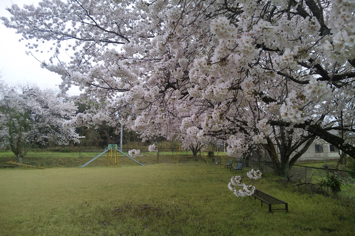 印地の公園の桜