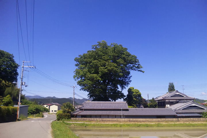 梅田神社の新緑のケヤキ