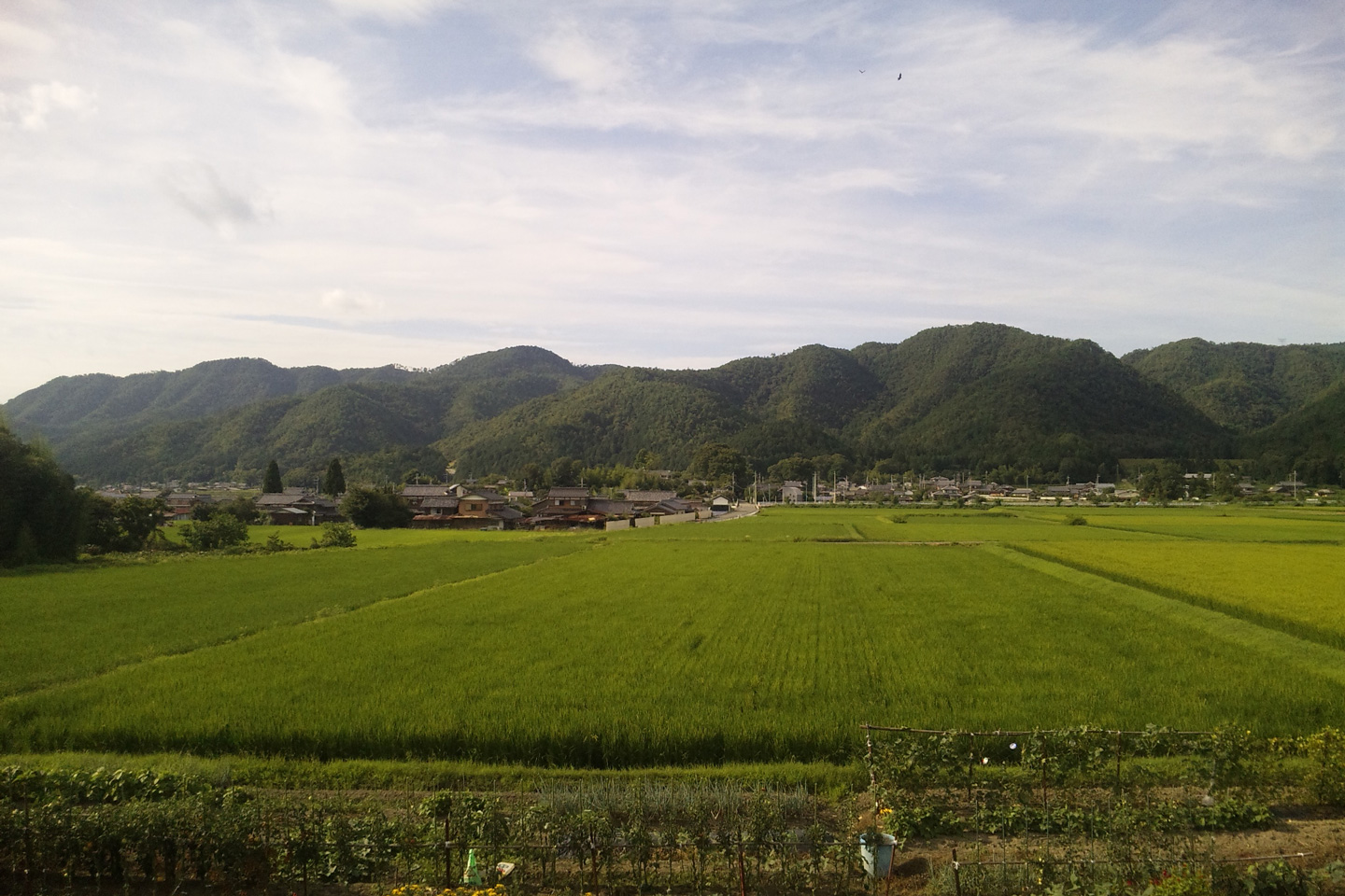 藤原邸裏側の田んぼの風景