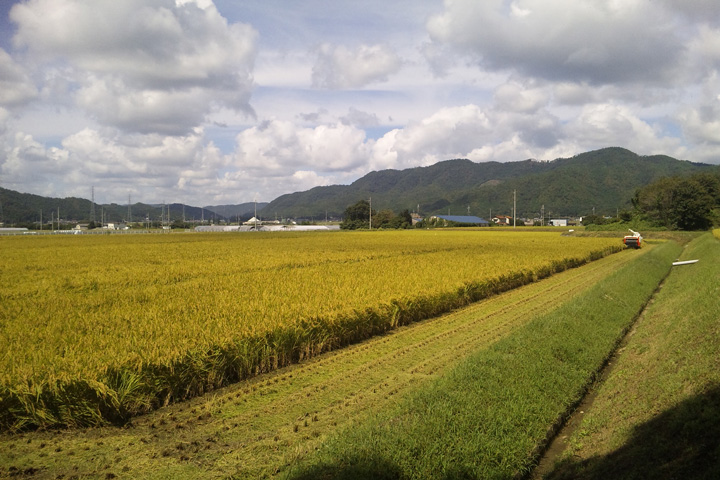 秋の田んぼとコンバイン