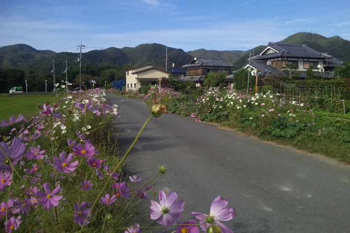 コスモスと道路