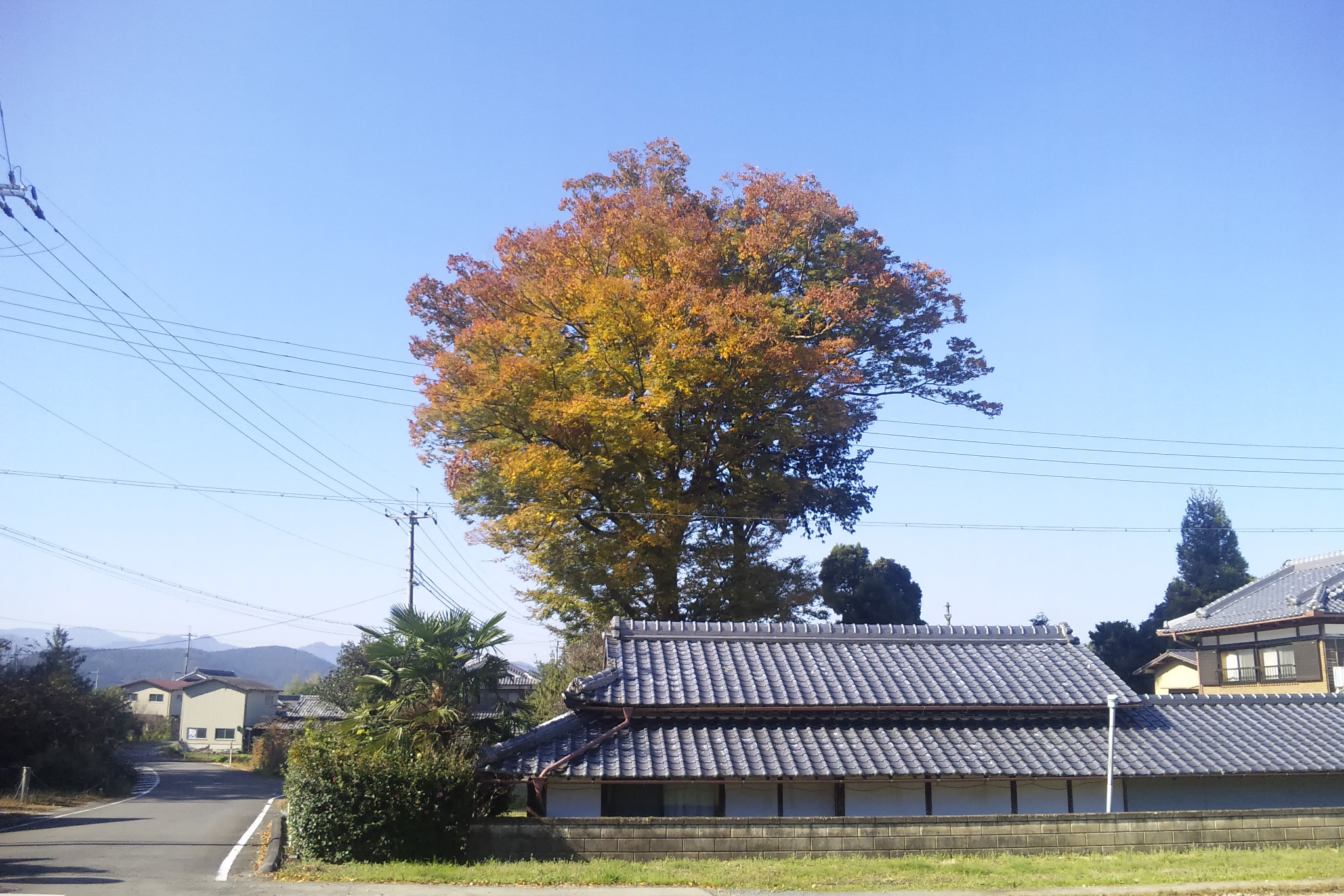 2017年11月梅田神社のケヤキ