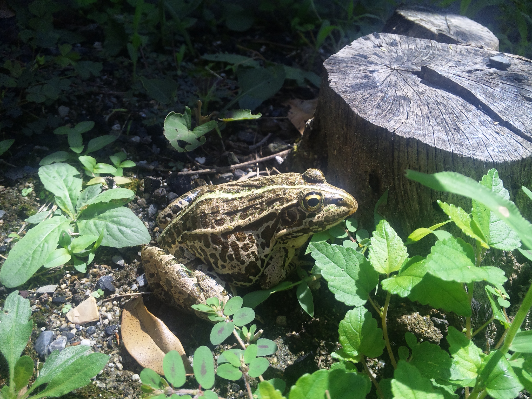 庭にいた大きなトノサマガエル